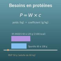 Calcul des besoins en protéines par jour