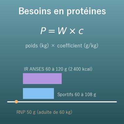 Calcul des besoins en protéines par jour