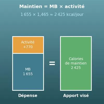 Calcul des besoins caloriques (calories de maintien, perte ou prise de poids)