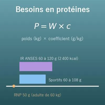Calcul des besoins en protéines par jour