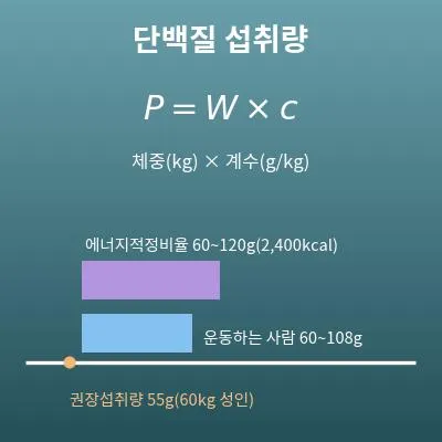 단백질 섭취량 계산기(하루에 필요한 단백질의 양)