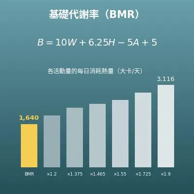 基礎代謝率（BMR）計算機（附各活動量的每日消耗熱量）