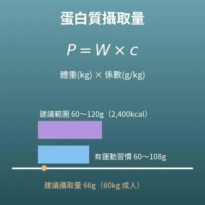 蛋白質攝取量計算機（一天需要多少蛋白質）
